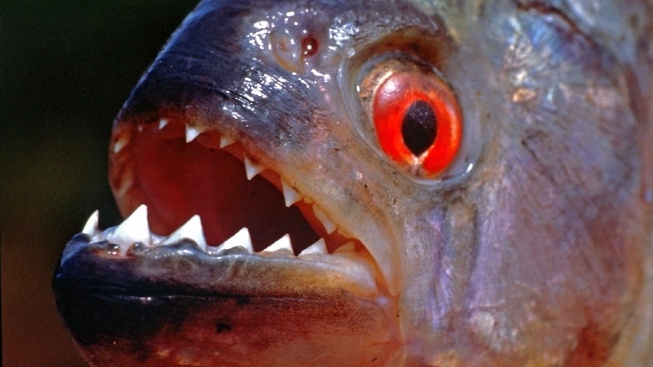 Co všechno jste nevěděli o piraňách