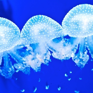 Krásný víkend: Haló, tady medúzy!