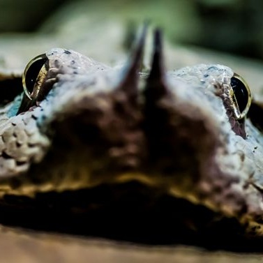 Víkendová přednáška: Zážitky ze ZOO