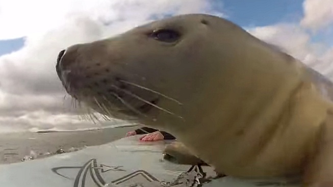 Tuleň, který chtěl být surfařem