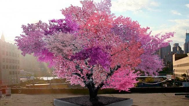 Strom, kvetoucí čtyřiceti druhy ovoce