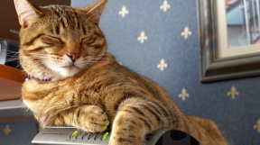 Kočka na routeru