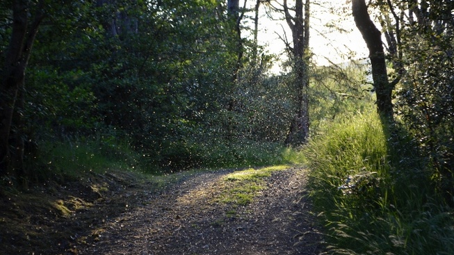 Hemžení much inspiruje matematiky