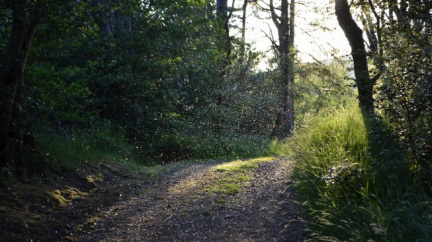 Hemžení much inspiruje matematiky