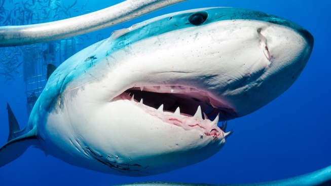 Google se brání žraločím útokům