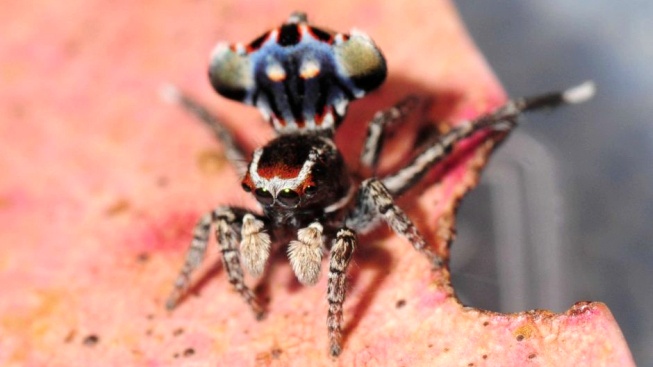 Testoval makro, objevil nový druh pavouka