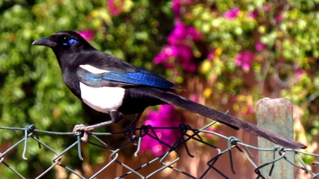 Amnestii pro straky, říká britská studie