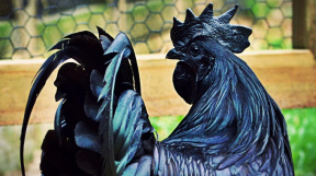 Ayam cemani