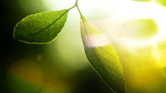 Klíčem k umělému listí jsou nanočástice