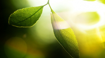 Klíčem k umělému listí jsou nanočástice