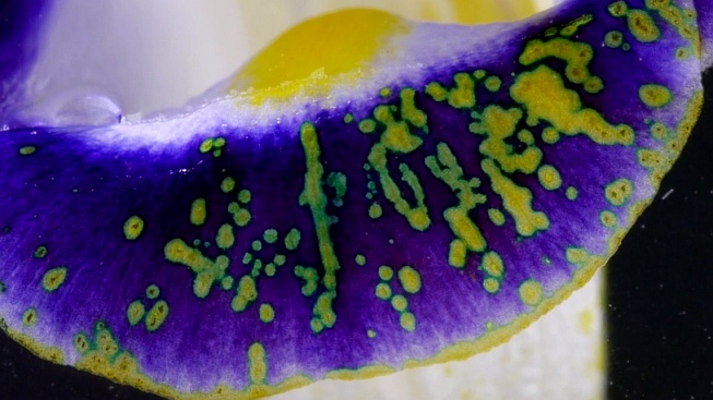 Nádherné video ukazuje krásy chemie