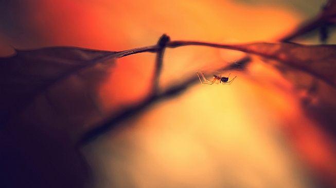 Jak pavouci poznají, kde se jim vyplatí rozhodit sítě