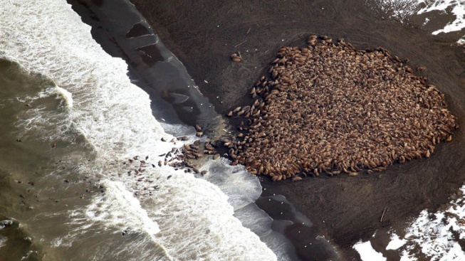 Desítky tisíc mrožů zabraly pláž na Aljašce