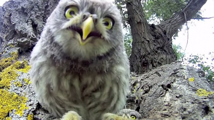 Soví mláďátka zaujala filmová kamera