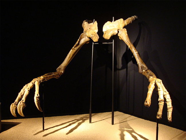 Deinocheirus mirificus