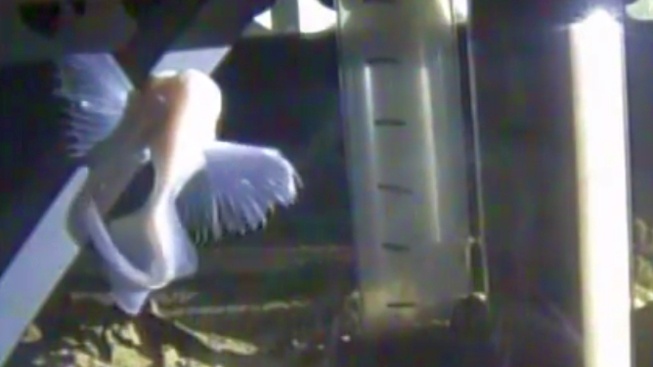 V Mariánském příkopu byla objevena nejhlouběji žijící ryba