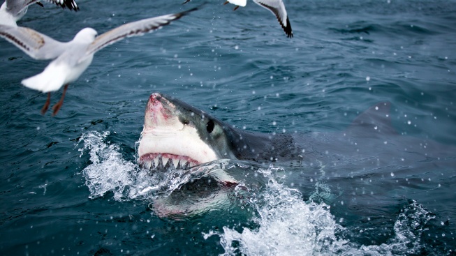 Žraloka z Čelistí zachraňuje před vyhynutím moderní technologie