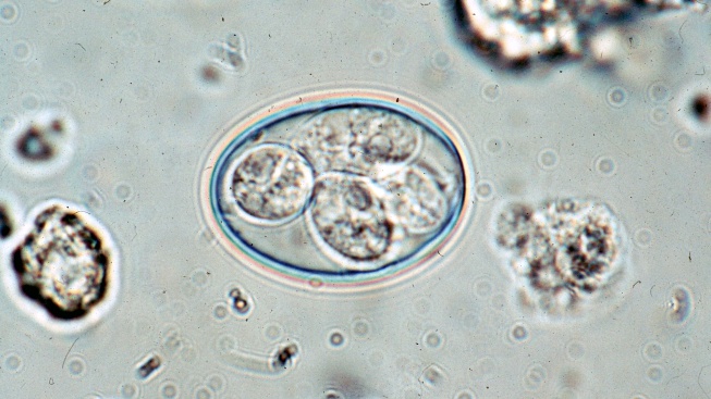 Víkendová přednáška: Parazit, který řídí naše životy