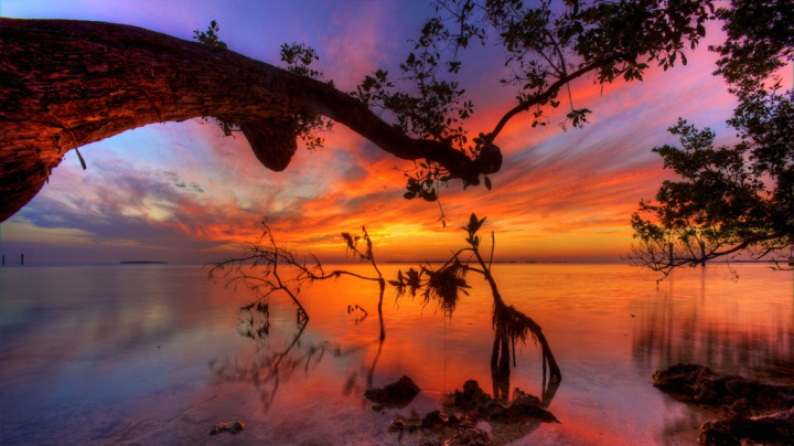 Nejlepší ochranou před cunami jsou mangrovy