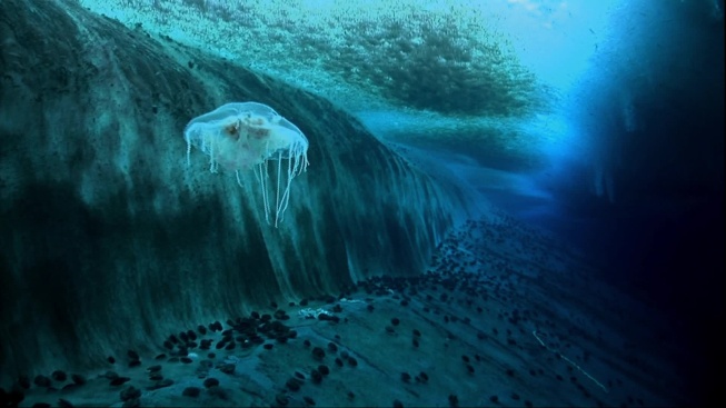 Vědci v Antarktidě nalezli ryby tam, kde je nikdo nečekal