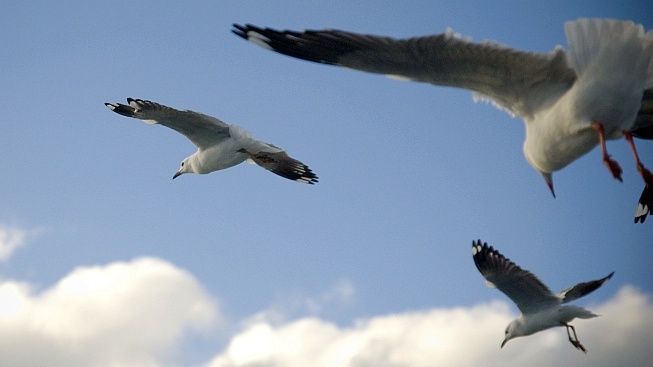 Ptačí formace se chovají jako cyklistický peloton