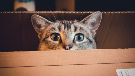 Proč mají kočky tak rády krabice
