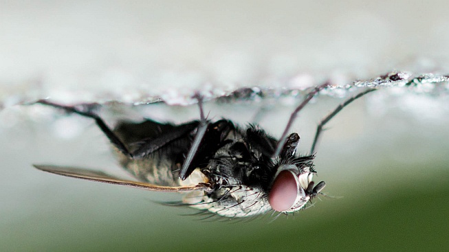 Vědecké kladivo: Jak dokáže hmyz lézt po zdech