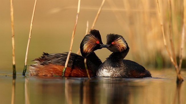 Ptákem letošního roku je potápka černokrká