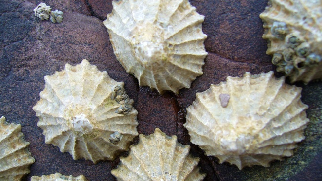 Nejpevnějším biologickým materiálem jsou zoubky mořských šneků