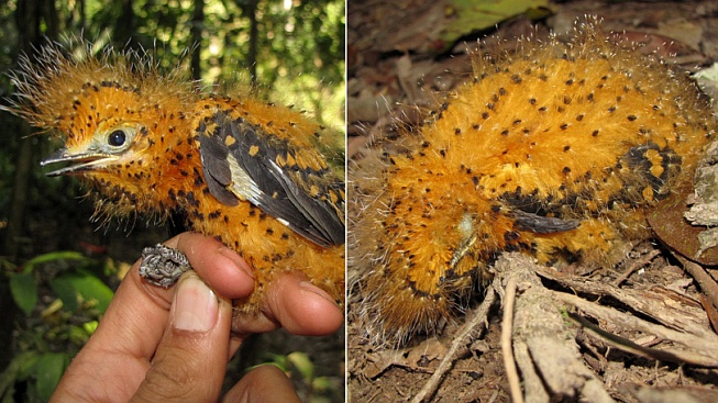 Seznamte se s kuřetem, které předstírá, že je housenka