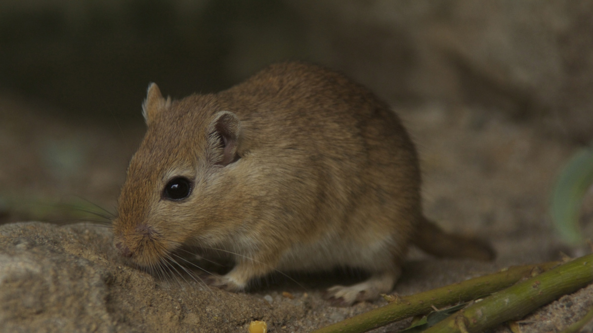 Kdo mohl za epidemie moru? Žádné krysy, ale pískomilové