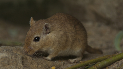 Kdo mohl za epidemie moru? Žádné krysy, ale pískomilové