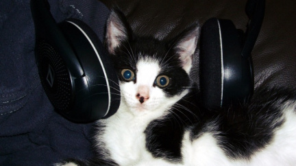 Poslechněte si, jak zní hudba určená kočkám