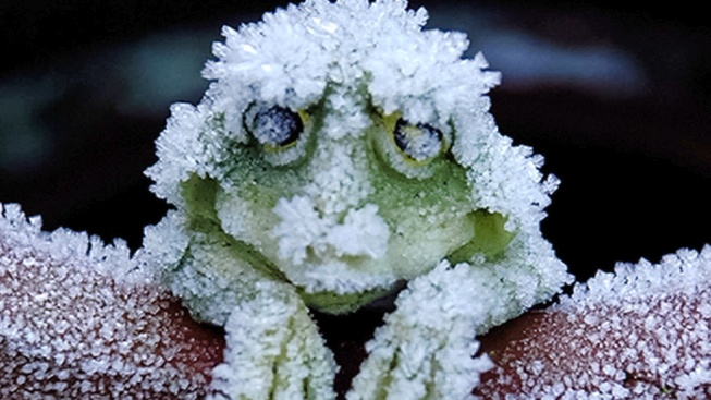 Jak je to doopravdy se zmrzlou žábou z Aljašky