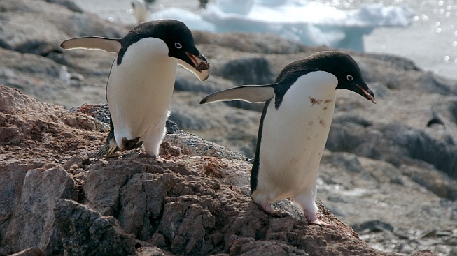 Proč chodí tučňáci kolébavým krokem