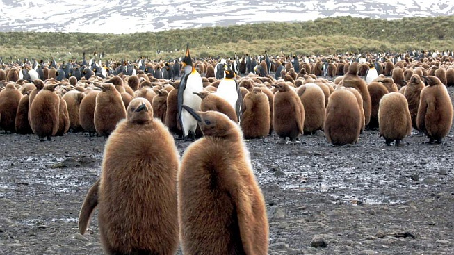 Světová populace volně žijících živočichů se nenávratně hroutí, varuje nová zpráva