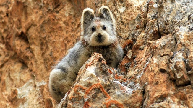 Kam se hrabe Pikachu! V Číně se po dvaceti letech ukázala vzácná pišťucha kazašská