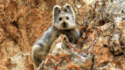 Kam se hrabe Pikachu! V Číně se po dvaceti letech ukázala vzácná pišťucha kazašská