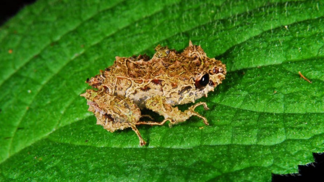 Před žábou, která mění tvar, blednou chameleoni závistí
