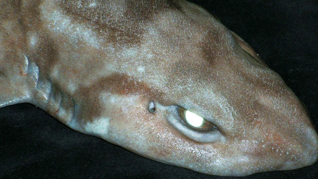 Štěkající žraloci: mýtus, nebo realita?