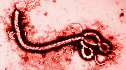 Ebola ve slepé uličce
