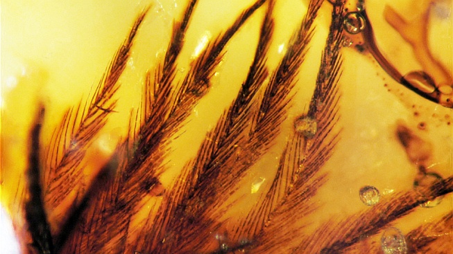 V jantaru z Kanady bylo objeveno dinosauří peří