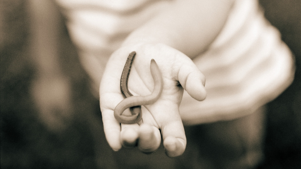 V Norsku z nebe pršely tisíce žížal. Zřejmě za to mohla bouřka