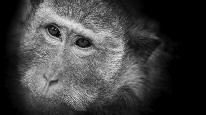 Mohou mít opice deprese stejně jako lidé?