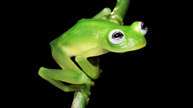 Kermit existuje! V Kostarice byla objevena žába, připomínající legendárního maňáska
