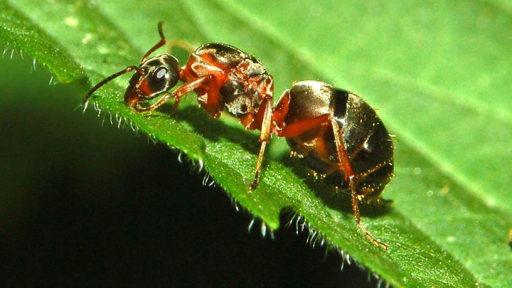Mravenci zvládají dopravní zácpy lépe než lidi