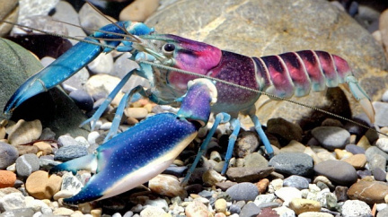 Nově popsaný papuánský rak hraje všemi barvami