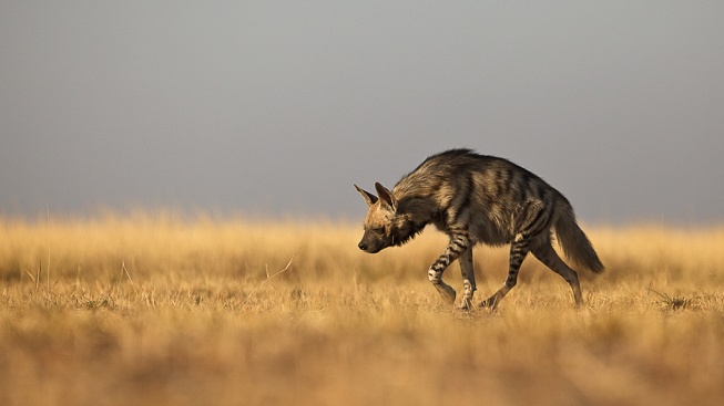 Přátelství mezi hyenami se obejde bez Facebooku