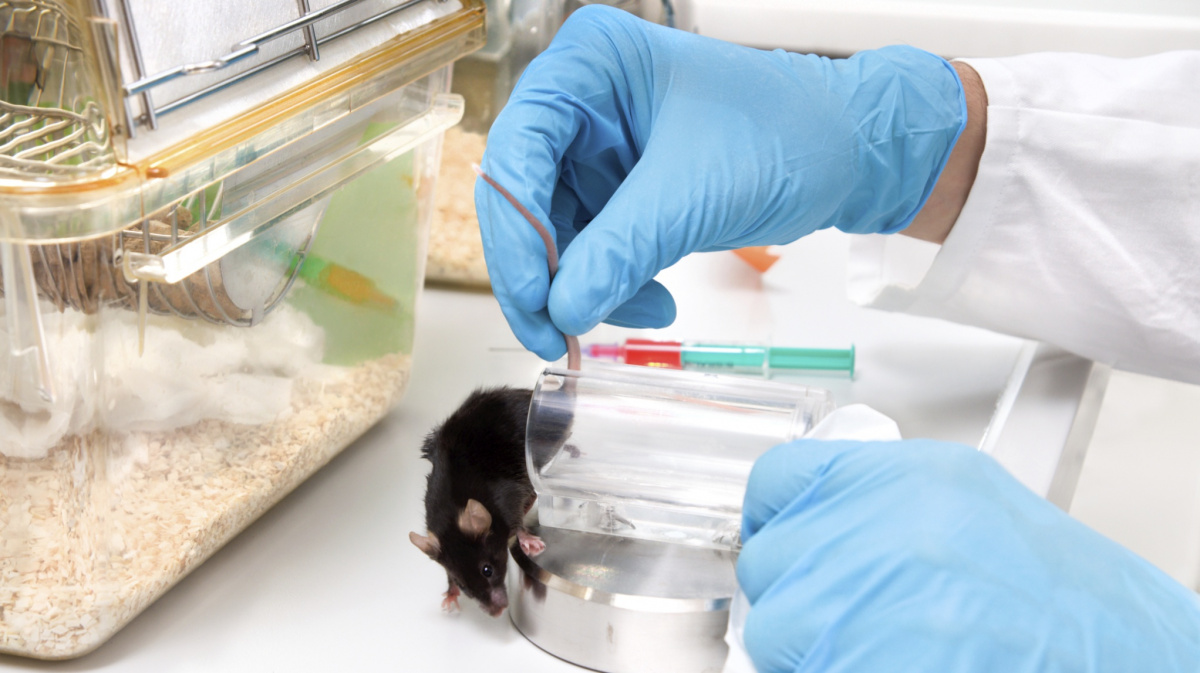 Češi jsou k pokusům na myších hodně nedůvěřiví, tvrdí genetička