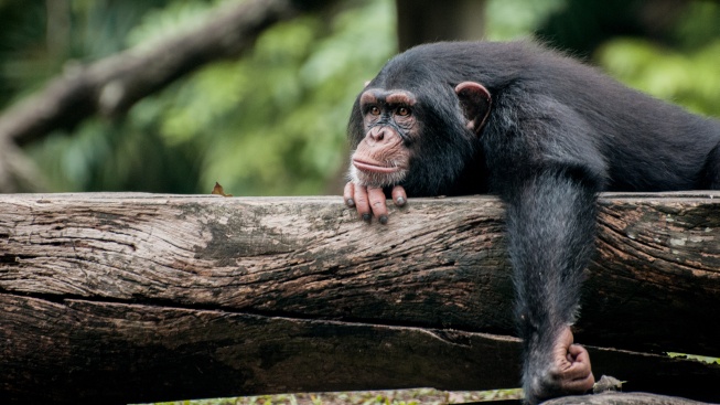 Šimpanzi primatoložky Jane Goodallové pomáhají v boji proti HIV